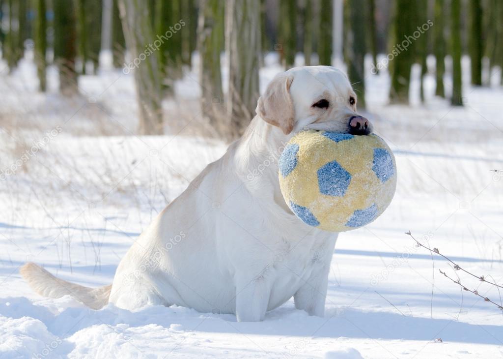 yellow labrador in winter portrait with a ball