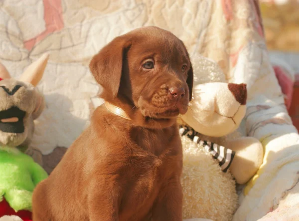 happy chocolate labrador puppy