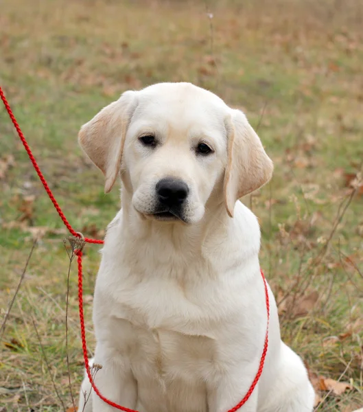 Happy yellow labrador puppy — Stock Photo, Image