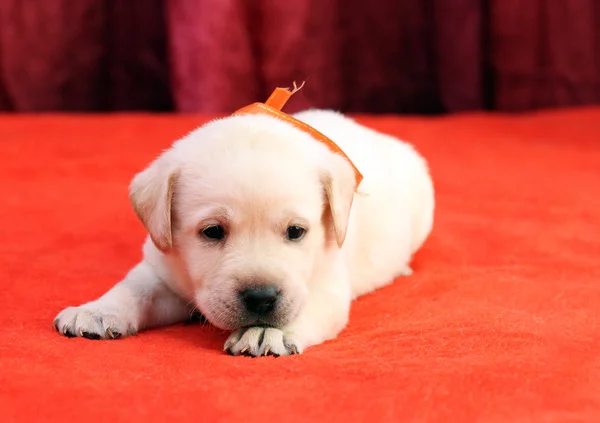 Feliz labrador amarillo retrato de cachorro de cerca en rojo —  Fotos de Stock