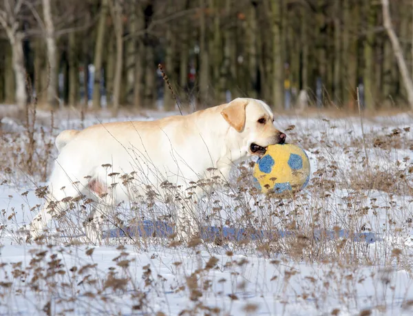 Gelber Labrador im Winter mit Ball — Stockfoto