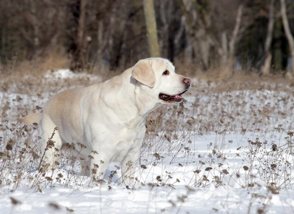 Labrador amarillo en invierno —  Fotos de Stock