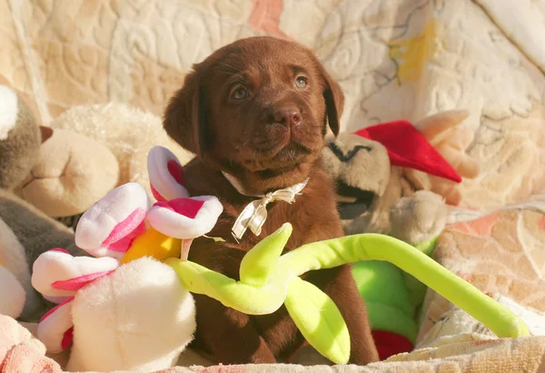 Cachorro labrador de chocolate feliz com brinquedos — Fotografia de Stock