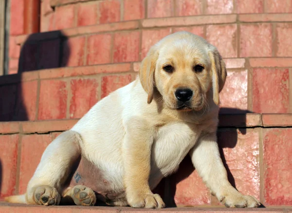 Happy yellow labrador puppy portrait — Stock Photo, Image