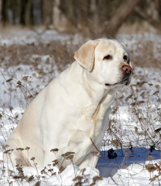 Κίτρινο labrador το χειμώνα — Φωτογραφία Αρχείου