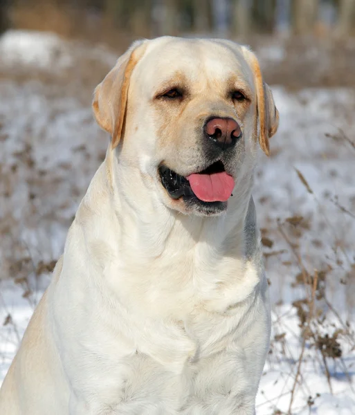 Gele labrador in winter portret — Stockfoto