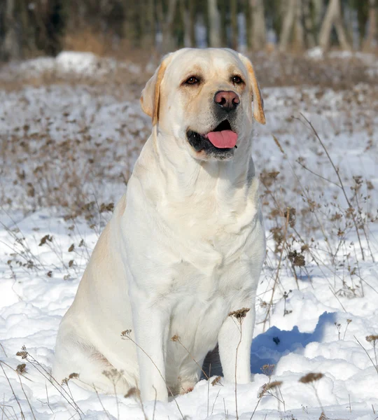 Labrador amarillo en retrato de invierno —  Fotos de Stock