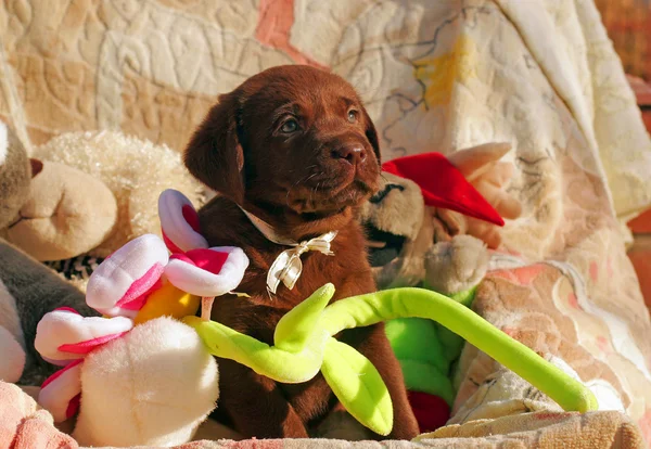 happy chocolate labrador puppy with toys