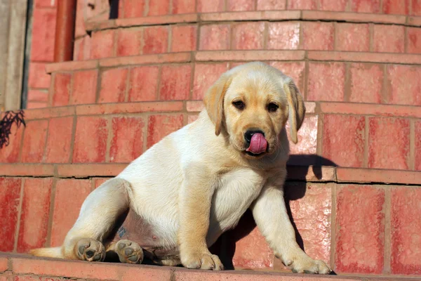 Happy yellow labrador puppy portrait — Stock Photo, Image