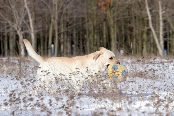 Labrador amarelo no inverno com uma bola — Fotografia de Stock