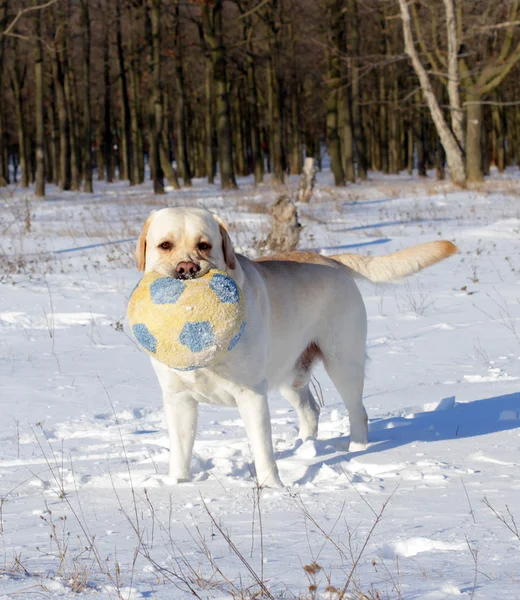 Labrador giallo in inverno con una palla — Foto Stock