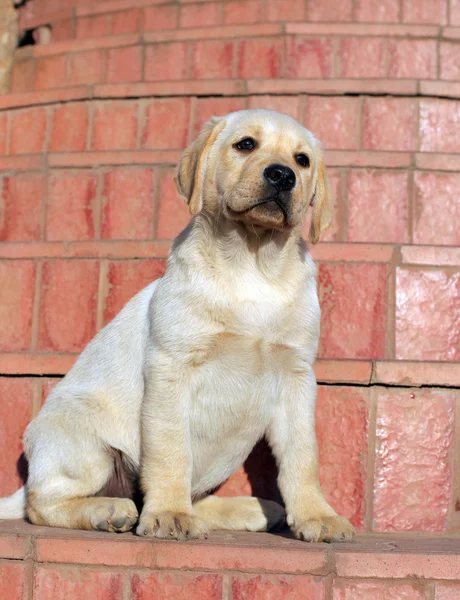 Amarelo Labrador Filhote de cachorro retrato — Fotografia de Stock