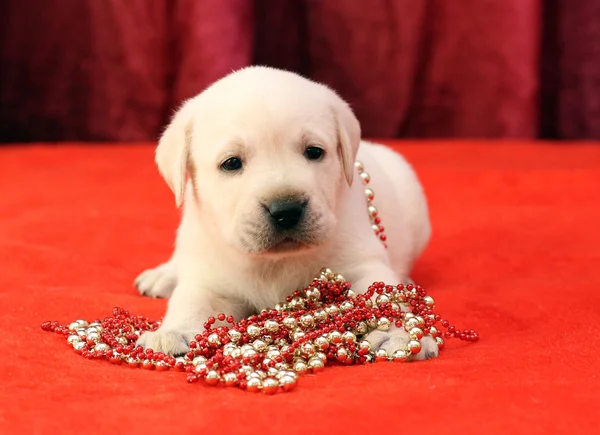 Happy yellow labrador puppy portrait on red with beads — Stock Photo, Image