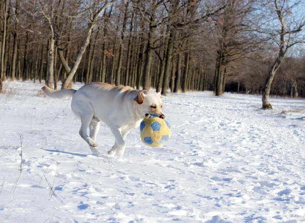 Желтый лабрадор зимой бегает с мячом — стоковое фото