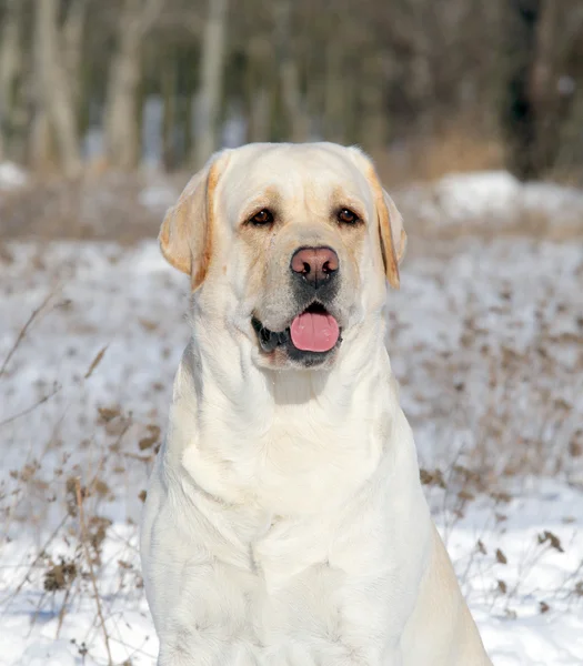 Yellow labrador in winter portrait — Stock Photo, Image