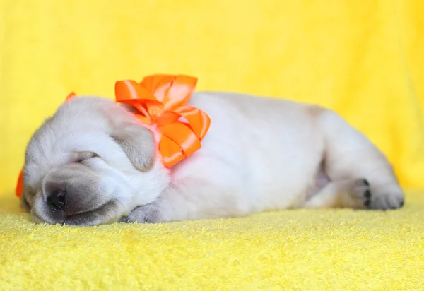 Heureux jaune labrador chiot portrait sommeil — Photo
