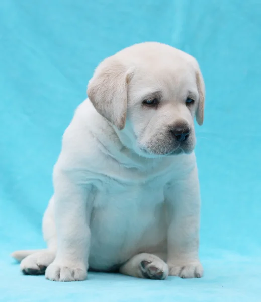 Happy yellow labrador puppy portrait close up — Stock Photo, Image