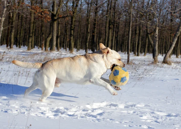 Желтый лабрадор зимой бегает с мячом — стоковое фото