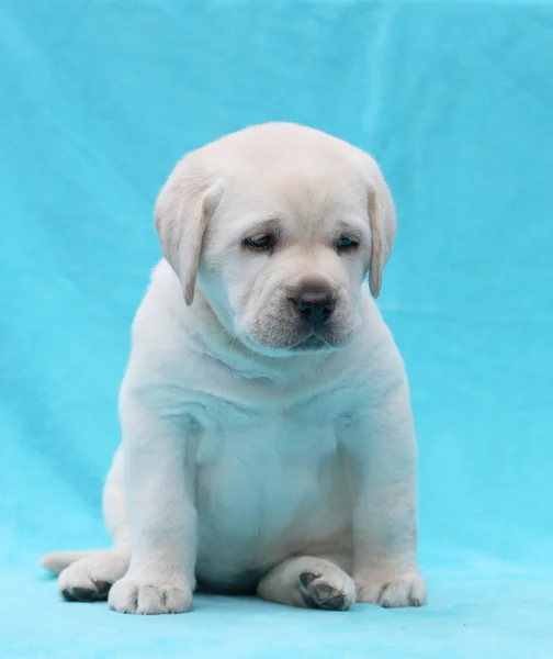 Retrato de cachorro labrador amarillo de cerca — Foto de Stock