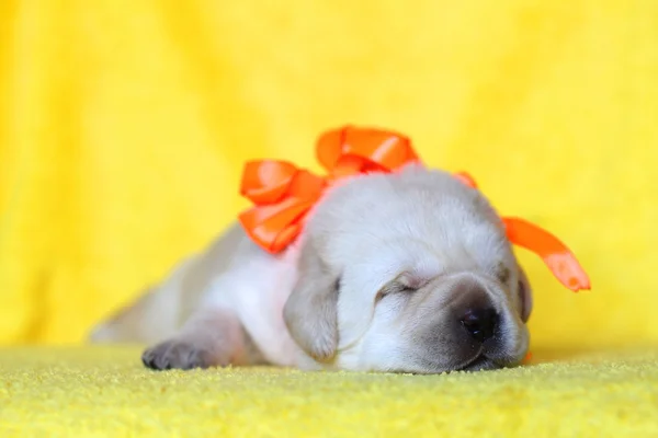 Żółty szczeniak labrador spanie portret — Zdjęcie stockowe