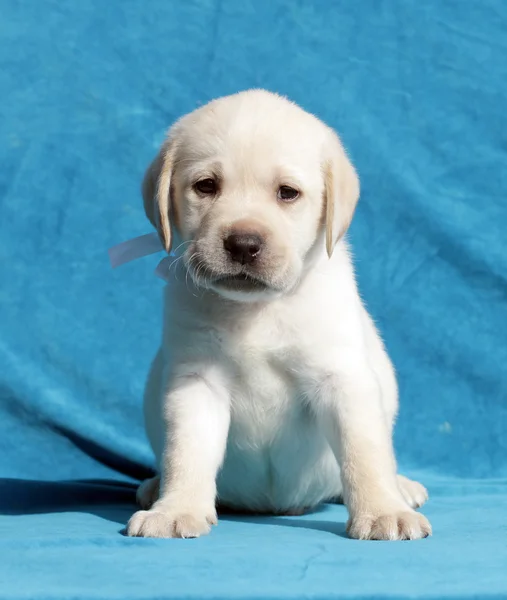 Retrato de cachorro Labrador amarillo —  Fotos de Stock