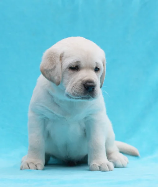 Amarelo labrador cachorro retrato de perto — Fotografia de Stock