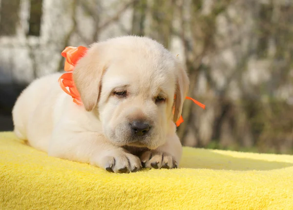 Filhote de cachorro labrador amarelo feliz — Fotografia de Stock