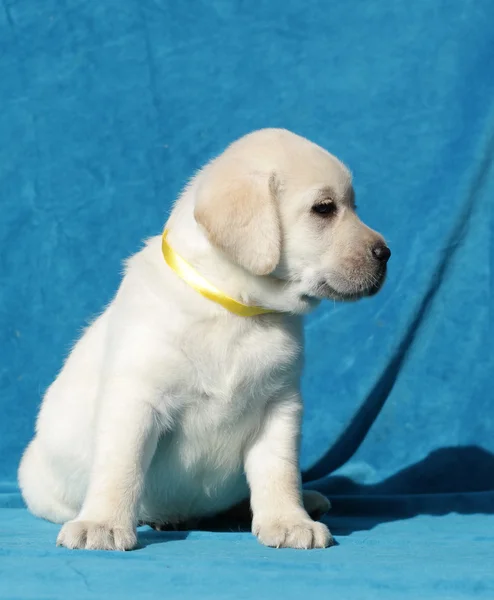 Žlutý labrador štěně portrét — Stock fotografie