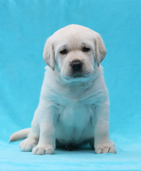 Amarelo labrador cachorro retrato de perto — Fotografia de Stock