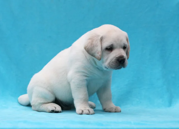 Feliz labrador amarillo retrato de cachorro de cerca — Foto de Stock