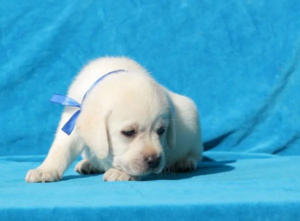 Feliz amarillo labrador cachorro colocación retrato de cerca —  Fotos de Stock