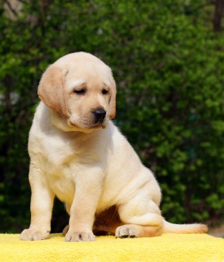 Sarı zemin üzerine sarı labrador yavrusu