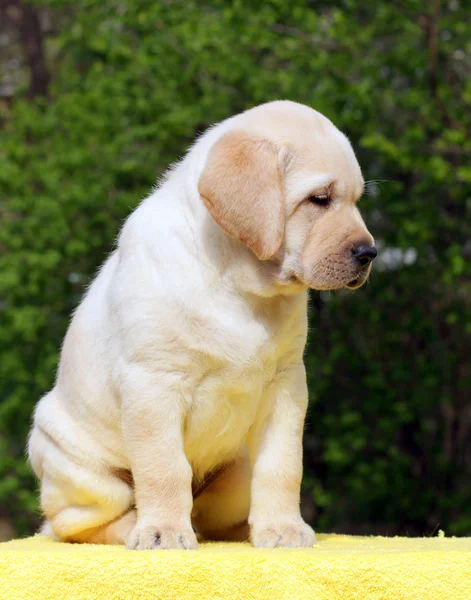 Cachorro labrador amarillo sobre fondo amarillo —  Fotos de Stock