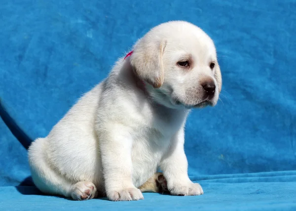 Amarelo labrador cachorro retrato de perto — Fotografia de Stock