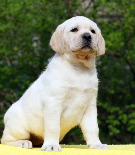 Labrador štěně na žlutém podkladu — Stock fotografie