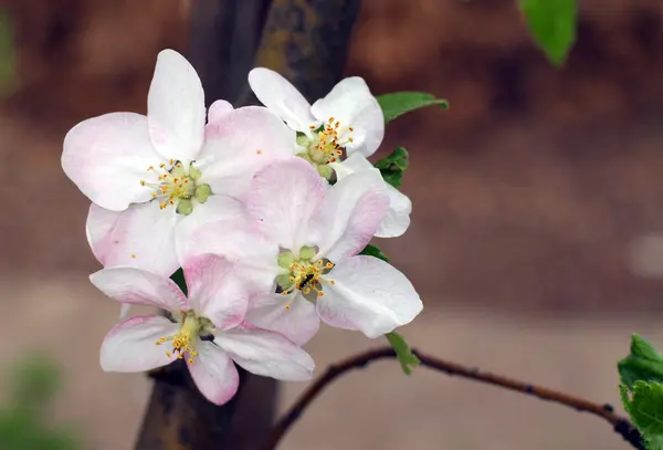 春に咲くアップル ツリー — ストック写真