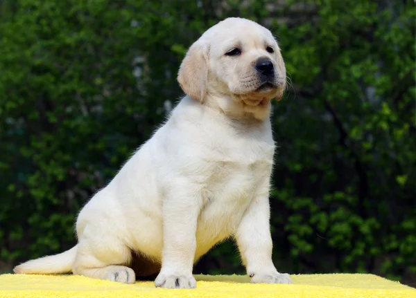 Labrador puppy op gele achtergrond — Stockfoto