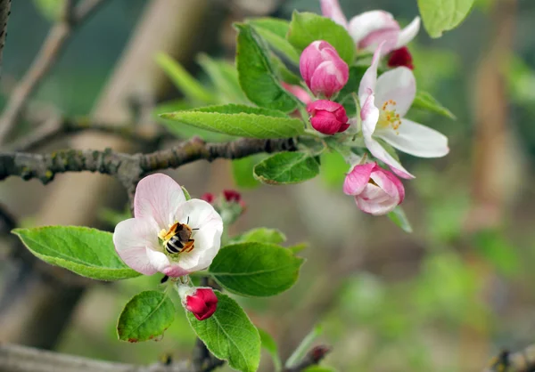 Bloeiende appelboom in het voorjaar van — Stockfoto