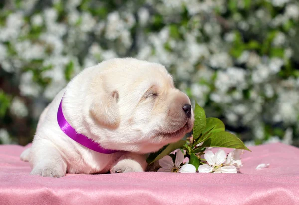 Newborn yellow labrador puppy — Stock Photo, Image