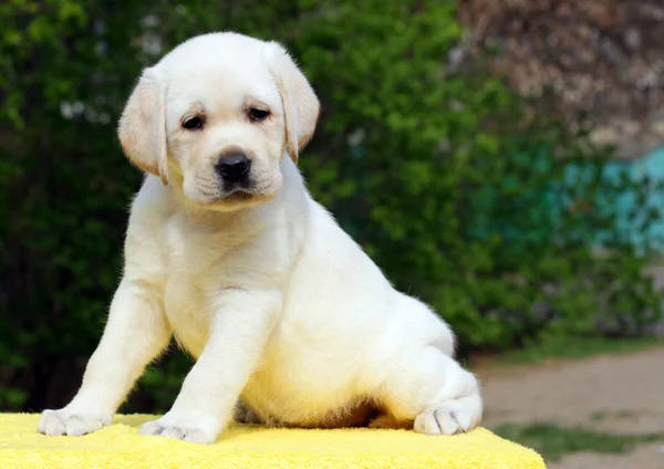 Labrador kölyök a sárga háttér — Stock Fotó