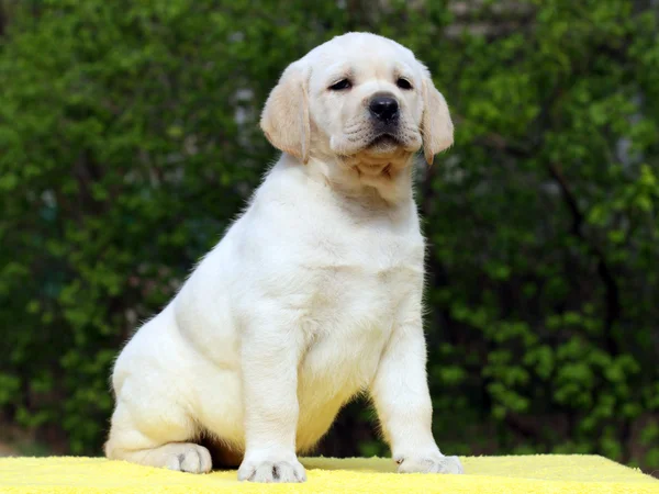 Szczeniak Labrador na żółtym tle — Zdjęcie stockowe