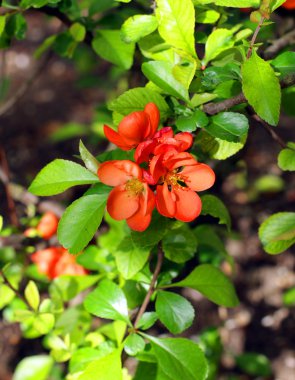 Çiçekli Japon aygırı