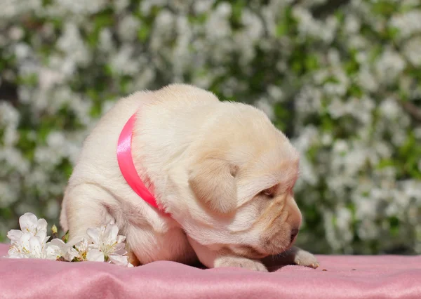 Newborn yellow labrador puppy — Stock Photo, Image