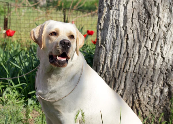 Labrador amarelo na primavera — Fotografia de Stock