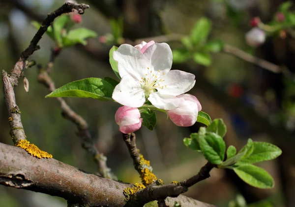 Maçã-árvore florescente — Fotografia de Stock