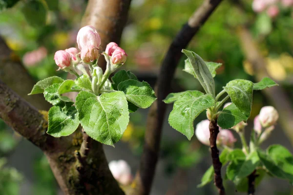 咲くアップル ツリー — ストック写真