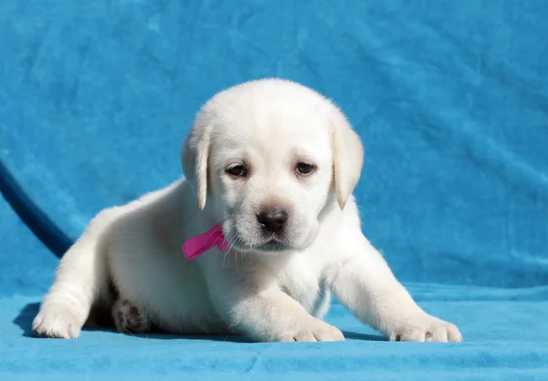 Žlutý labrador štěně portrét — Stock fotografie