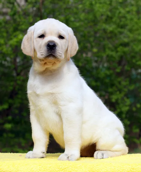 Labrador yavru Sarı zemin üzerine — Stok fotoğraf