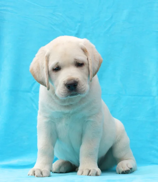 Yellow labrador puppy portrait close up — Stock Photo, Image