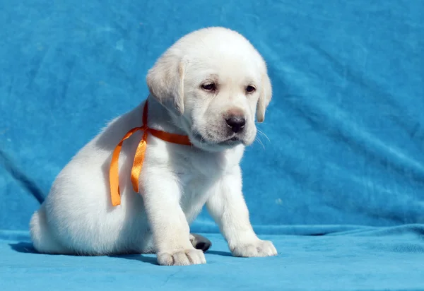Yellow labrador puppy portrait — Stock Photo, Image